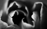 Tulip | Photography by Robert Bengtson / The Art of Detail Gallery. Item made of metal