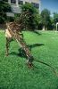 Large scale sculptures of elk and tiger | Public Sculptures by Wendy Klemperer Art Inc | California State University, Bakersfield in Bakersfield. Item composed of steel