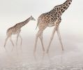 Go Giraffe | Photography by Alice Zilberberg. Item composed of paper