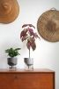 Kapi planter | Vases & Vessels by Studio Kasia Zareba. Item made of ceramic