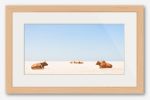 "SUNBATHING COWS" | Prints by ANDREW LEVER. Item composed of paper