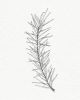 Pine Branch Sketch - Botanical Pen and Ink Illustration Art | Prints by Jennifer Lorton Art. Item composed of paper