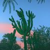 Arts District Cactus | Oil And Acrylic Painting in Paintings by Lindsey Warren. Item made of canvas