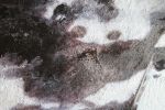 Gorgeous Horse | Mixed Media by Irena Orlov
