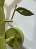 NewGROWTH Sconce | Sconces by CP Lighting. Item made of aluminum works with boho & contemporary style