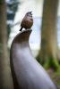 The Robin's Perch | Sculptures by Anthony Smith Sculpture. Item made of bronze