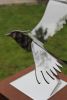Pewit Stainless Steel Sculpture Of A Pewit | Public Sculptures by Jeroen Stok. Item made of steel