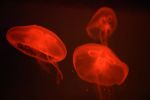 At the aquarium #4 | Limited Edition Print | Photography by Tal Paz-Fridman | Limited Edition Photography. Item composed of paper compatible with boho and contemporary style