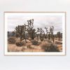 Joshua Tree Photograph in muted tones | Photography by Capricorn Press. Item made of paper compatible with boho and contemporary style