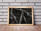 Roots II | Limited Edition Print | Photography by Tal Paz-Fridman | Limited Edition Photography. Item composed of paper compatible with country & farmhouse and coastal style