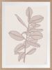 Rubbery Leaf - 1 & 2 - Stone - Framed Art | Prints by Patricia Braune. Item composed of paper
