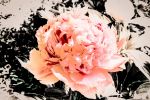 Peony (Bloom) | Prints by Anna Jaap Studio. Item made of paper