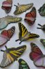 Women's and Children's Hospital Butterfly Panels | Sculptures by Mark Ditzler Glass Studio, LLC | Texas Children's Hospital - West Tower in Houston
