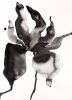 Iris No. 155 : Original Watercolor Painting | Drawings by Elizabeth Becker. Item composed of paper in minimalism or contemporary style