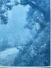 Solitary Madrone (35 x 23" hand-printed cyanotype, ed. 2/3) | Photography by Christine So. Item composed of paper in country & farmhouse or rustic style