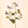 Herbarium Mini: Lunaria Annua - Wall Light Sculpture | Wall Sculpture in Wall Hangings by Mateusz Wappa Design & Research. Item made of birch wood & glass compatible with minimalism and modern style