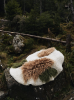 Round Rug "Forest" | Area Rug in Rugs by Creating Comfort Lab. Item composed of cotton