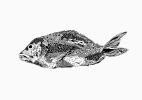 Big Fish of the Andaman Sea | Prints by Chrysa Koukoura. Item made of paper compatible with traditional style