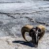 Ram Skull | Ornament in Decorative Objects by Gypsy Mountain Skulls | Montage Deer Valley in Park City. Item in country & farmhouse or art deco style