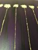 Lucky 7 Palms | Oil And Acrylic Painting in Paintings by Dutch Montana Art | Corona Del Mar in Newport Beach. Item composed of wood and canvas