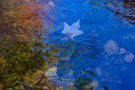 Water Reflections | Prints by Connie Villa. Item composed of paper