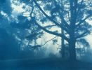 Forest Sunrise (18 x 24 inch unframed hand-printed cyanotype | Photography by Christine So. Item composed of paper in coastal or rustic style
