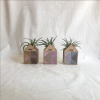 Mini House Airplant Holder | Planter in Vases & Vessels by Nosheen iqbal. Item composed of bamboo