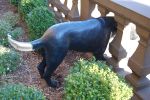 Piper | Public Sculptures by Jim Sardonis. Item composed of bronze