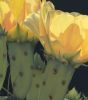 'Sun Kissed Parade' Fine Art Print | Prints in Paintings by Jenny Stewart's Fine Art. Item made of canvas & aluminum compatible with contemporary and rustic style