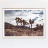Trinity, Joshua Tree Photograph | Photography by Daylight Dreams Editions. Item made of paper works with boho & contemporary style