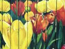 Tulip Garden | Street Murals by Murals By Marg. Item composed of synthetic