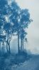 The Journey's End II (27 x 15" hand-printed cyanotype) | Photography by Christine So | Center For Photographic Art in Carmel-by-the-Sea