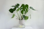 Kapi big pebble | Planter in Vases & Vessels by Krafla | Krafla Studio in Kraków. Item made of ceramic with glass works with minimalism & contemporary style