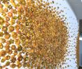 Amber Paradise | Wall Sculpture in Wall Hangings by Carson Fox Studio