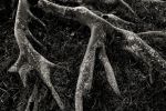 Roots II | Limited Edition Print | Photography by Tal Paz-Fridman | Limited Edition Photography. Item composed of paper compatible with country & farmhouse and coastal style