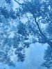 Solitary Madrone (35 x 23" hand-printed cyanotype, ed. 2/3) | Photography by Christine So. Item composed of paper in country & farmhouse or rustic style
