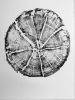 Glacier National Park, Split Log Tree Ring Prints | Prints by Erik Linton. Item made of paper