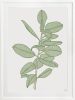 Rubbery Leaf - 1 & 2 - Green - Framed Art | Prints by Patricia Braune. Item made of paper