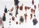 Ulvae I and II. Ink and shellac on paper. | Oil And Acrylic Painting in Paintings by Marieken Cochius. Item made of paper