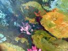 Waterlilies - Acrylic Painting on Canvas | Oil And Acrylic Painting in Paintings by Filomena Booth Fine Art. Item made of canvas works with contemporary & modern style