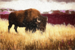 Bison | Photography by Suzann Kaltbaum