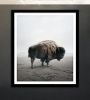 Be Here Bison | Photography by Alice Zilberberg | Toronto in Toronto. Item composed of paper