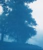 Sunrise Oak (18 x 24 inch hand-printed cyanotype) | Photography by Christine So. Item composed of cotton & paper compatible with rustic and traditional style