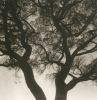Lerici 253 -Polaroid Tree Canopy Landscape Photograph, Ed.10 | Photography by Ugne Pouwell. Item made of paper works with mediterranean style