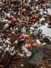 FORBIDDEN FRUIT (9"x12" - 36"x48") | Fine Art Print | Photography by Jess Ansik. Item made of paper compatible with country & farmhouse and rustic style