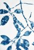 Spring Madrone IV (30 x 22" cyanotype painting on paper) | Watercolor Painting in Paintings by Christine So. Item made of paper compatible with boho and country & farmhouse style