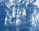 Sheltering Trees: 24x18" unframed hand-printed cyanotype | Photography by Christine So. Item composed of paper compatible with boho and coastal style