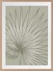 Nobilis Palm - 1 & 2 & 3 - Grey Green - Framed Art | Prints by Patricia Braune. Item composed of paper