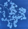 Dancing Peacock Japanese Maple 2 (unframed 35x35" cyanotype) | Photography by Christine So. Item composed of wood and paper in boho or japandi style