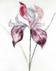 Iris No. 102 : Original Watercolor Painting | Paintings by Elizabeth Beckerlily bouquet. Item composed of paper compatible with minimalism and contemporary style